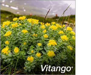 VITANGO Tabletki powlekane, 30 szt