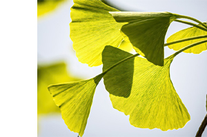 GINKGO BILOBA-1A Pharma 120 mg tabletki powlekane, 60 kapsułek