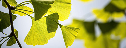 GINKGO BILOBA-1A Pharma 120 mg tabletki powlekane, 60 kapsułek