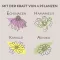 APOTHEKERS Balsam do ust, 1 szt
