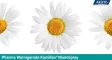 Instructions for use for Kamillan spray do ust, 30 ml - 1