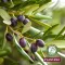 Plantana Olive Krem do ciała z witaminą E, 500 ml